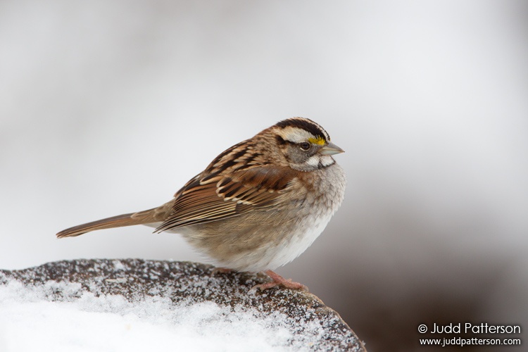 White-throated Sparrow, Elizabeth A. Morton National Wildlife Refuge, New York, United States